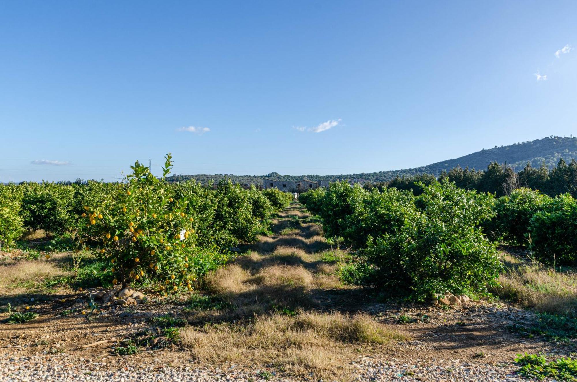 El Limonar De Mallorca - Agroturismo Ballerics Kültér fotó