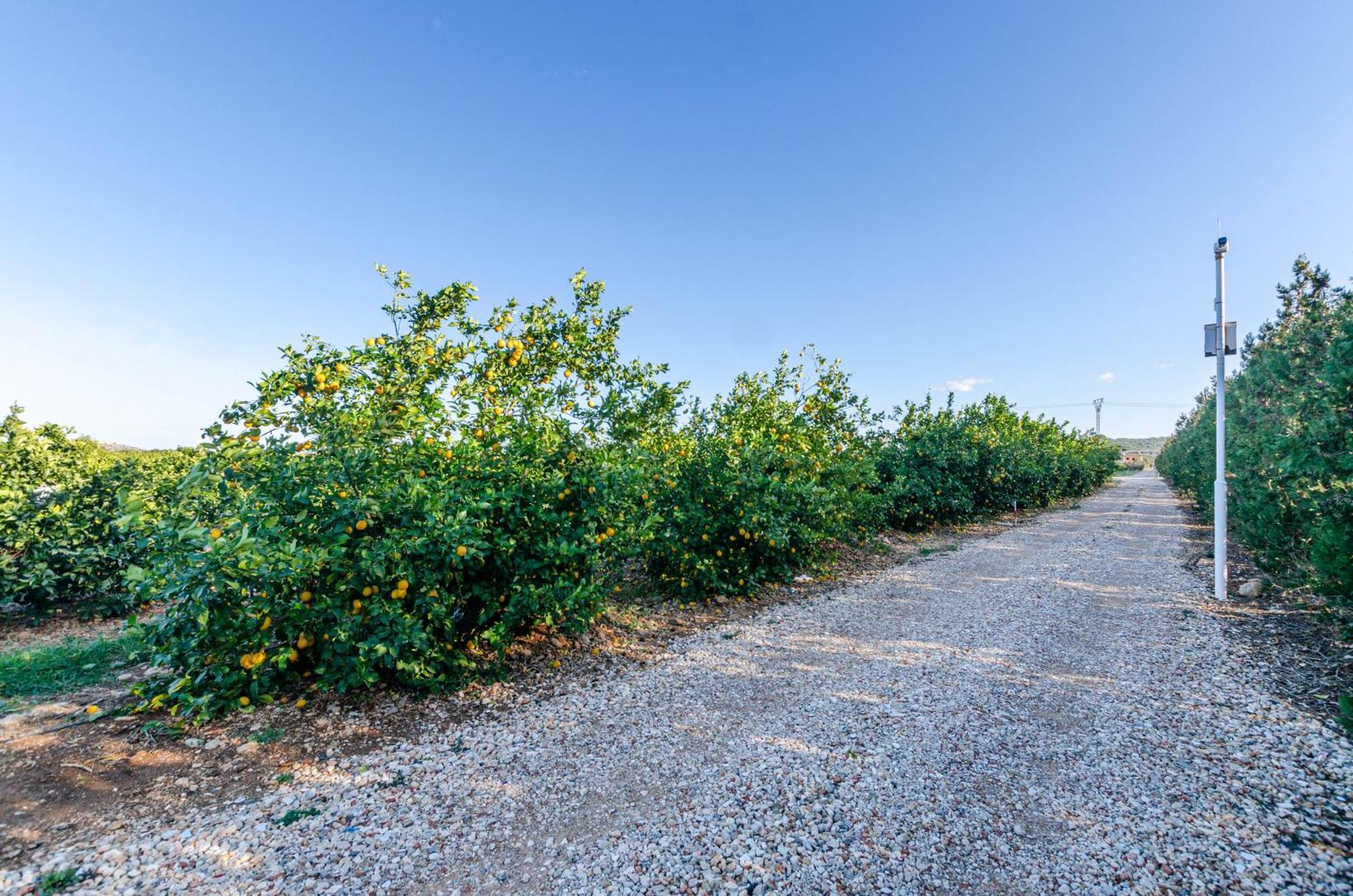 El Limonar De Mallorca - Agroturismo Ballerics Kültér fotó